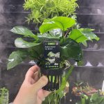 Stoffels Anubias var barteri MP XL