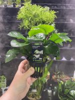 Stoffels Anubias var barteri MP XL