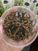 RTG Hygrophila pinnatifida tc - Image 2