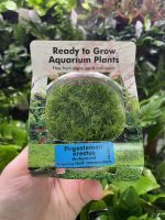 RTG Pogostemon erectus tc