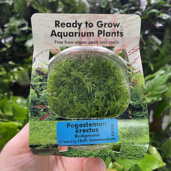 RTG Pogostemon erectus tc