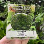 RTG Staurogyne repens tc