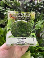 RTG Staurogyne repens tc