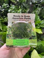 RTG Lilaeopsis brasiliensis tc