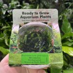 RTG Microsorum pteropus 'Windelov' tc