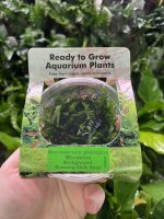 RTG Microsorum pteropus 'Windelov' tc