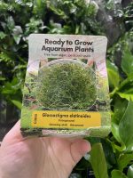 RTG Glossostigma elatinoides - Image 2