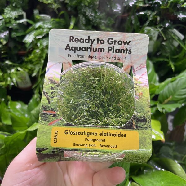 RTG Glossostigma elatinoides