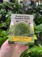 RTG Glossostigma elatinoides