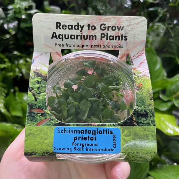 RTG Schismatoglottis preitoi tc