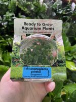 RTG Schismatoglottis preitoi tc