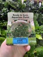 RTG Schismatoglottis preitoi tc - Image 2