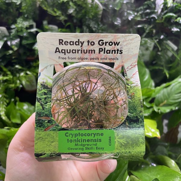 RTG Cryptocoryne tonkinensis