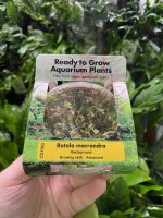 RTG Rotala macrandra tc