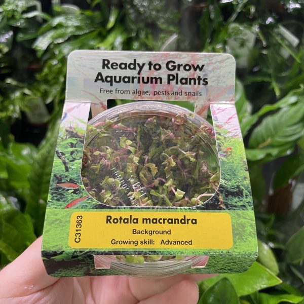 RTG Rotala macrandra tc