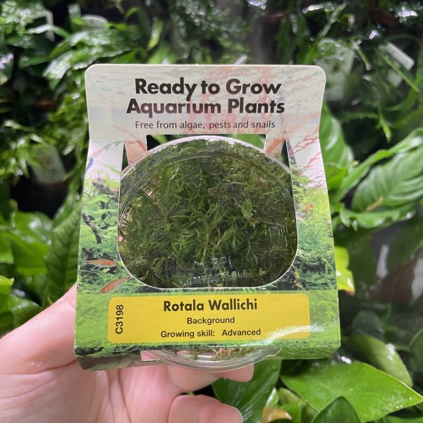 RTG Rotala Wallichi tc