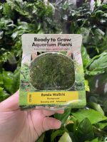 RTG Rotala Wallichi tc