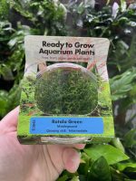RTG Rotala Green tc - Image 2