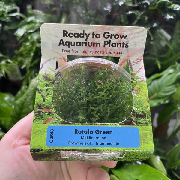 RTG Rotala Green tc