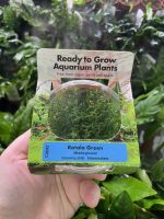RTG Rotala Green tc