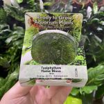 RTG Taxiphyllum Flame Moss tc