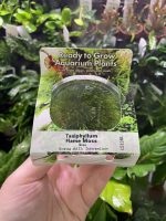 RTG Taxiphyllum Flame Moss tc