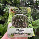 RTG Hygrophila pinnatifida tc