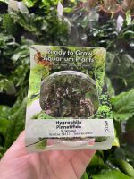 RTG Hygrophila pinnatifida tc