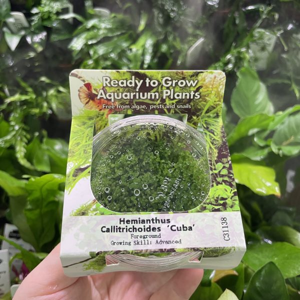 RTG Hemianthus callitrichoides 'cuba' tc