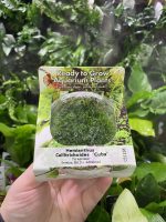 RTG Hemianthus callitrichoides 'cuba' tc