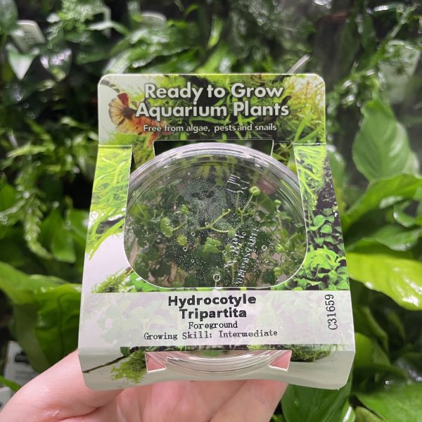 RTG Hydrocotyle tripartita tc