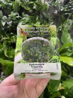 RTG Hydrocotyle tripartita tc