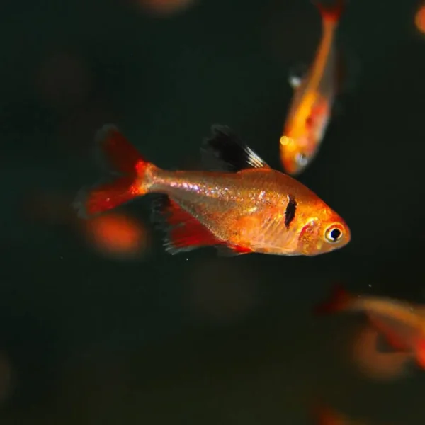 Serpae Tetra (Hyphessobrycon eques)
