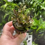 RTG Bucephalandra ‘Brownie Blue’