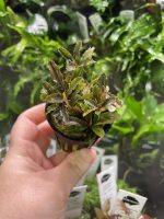 RTG Bucephalandra ‘Brownie Blue’