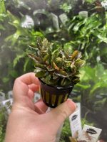 RTG Bucephalandra ‘Brownie Blue’ - Image 2