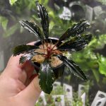RTG Bucephalandra ‘Theia’