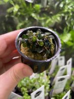 RTG Bucephalandra sp ‘Batang Kawa’ - Image 3