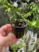 RTG Bucephalandra sp ‘Batang Kawa’ - Image 4