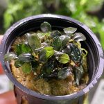 RTG Bucephalandra sp ‘Batang Kawa’