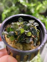 RTG Bucephalandra sp ‘Batang Kawa’