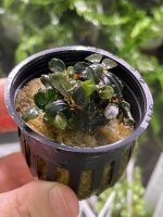 RTG Bucephalandra sp ‘Batang Kawa’ - Image 2