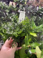 Stoffels Bolbitis heteroclita difformis - Image 2