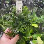 Stoffels Bolbitis heteroclita difformis