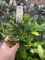 Stoffels Bolbitis heteroclita difformis