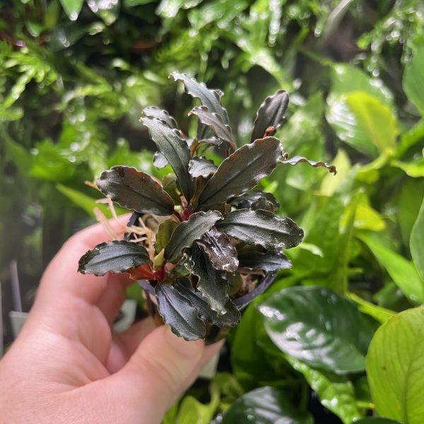 RTG Bucephalandra Brownie Ghost ulu Kapus