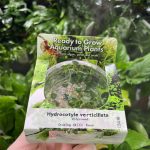 RTG Hydrocotyle Verticillata