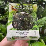 RTG Cryptocoryne Mi Oya