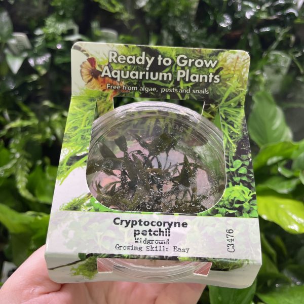 RTG Cryptocoryne Petchii