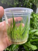ADA Eleocharis acicularis - Image 2